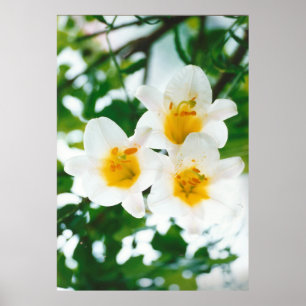 Póster Lirio blanco - Lilium candidum