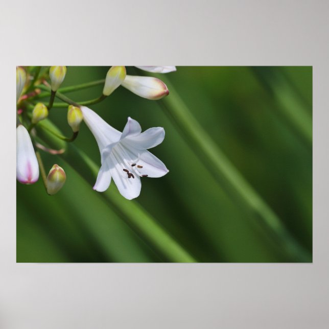 Póster lirio blanco sobre fondo verde (Frente)