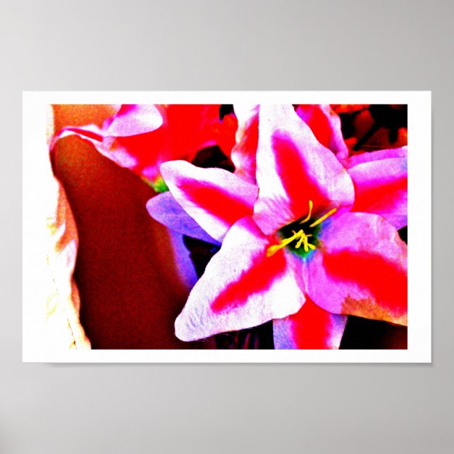 Póster Lirio Brillante (Frente)