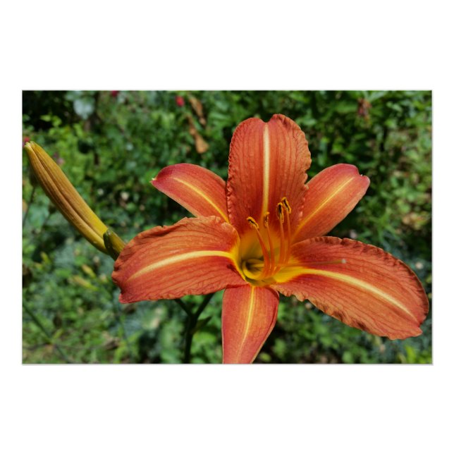 Póster lirio brillante (Anverso)