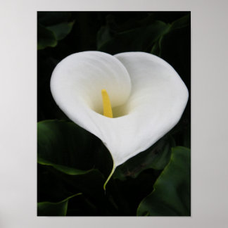 Póster Lirio Calla
