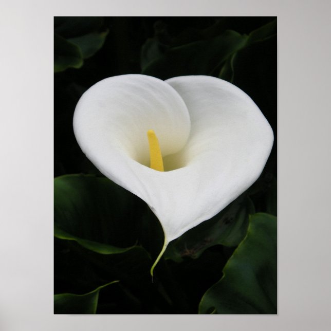 Póster Lirio Calla (Frente)