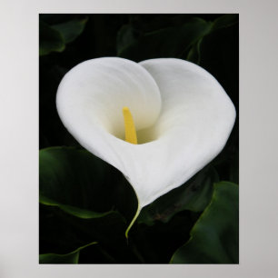 Póster Lirio Calla