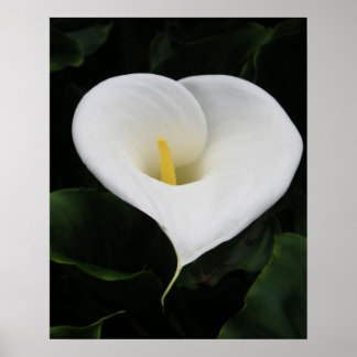 Póster Lirio Calla