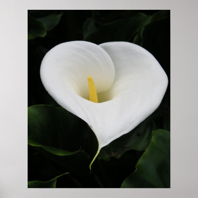 Póster Lirio Calla (Frente)