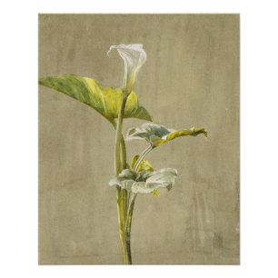 Póster Lirio Calla de Fidelia Bridges