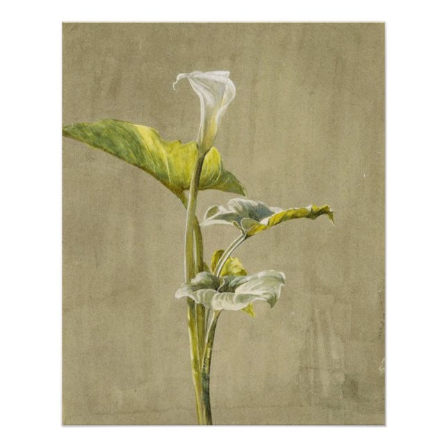 Póster Lirio Calla de Fidelia Bridges (Anverso)