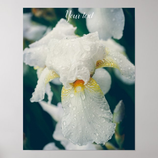 Póster Lirio con gotas de agua (Frente)