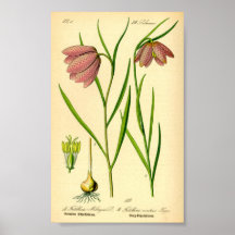 Lirio controlado (Fritillaria meleagris)
