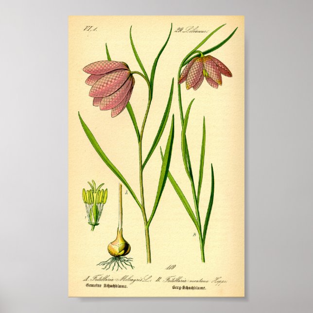 Póster Lirio controlado (Fritillaria meleagris) (Frente)