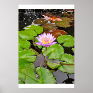 Póster Lirio de agua