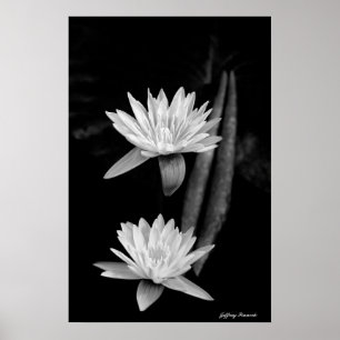 Póster Lirio de agua