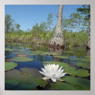 Póster Lirio de agua 2