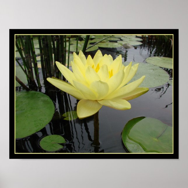 Póster Lirio de agua amarillo (Frente)