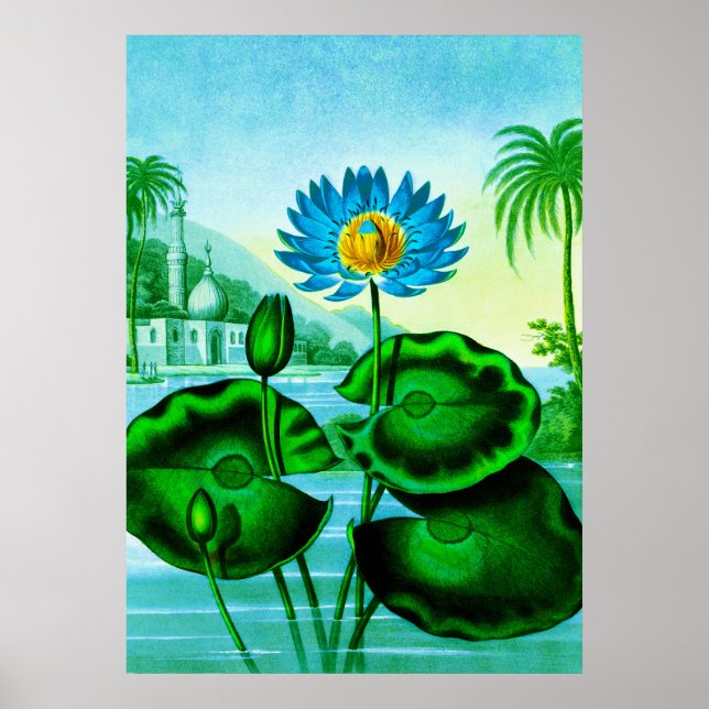 Póster Lirio de agua azul egipcio / Ilustracion Lotus (Frente)