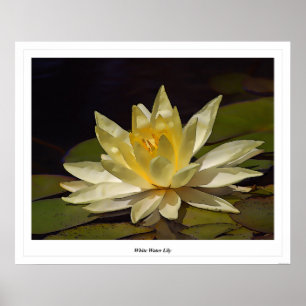 Póster Lirio de agua blanca
