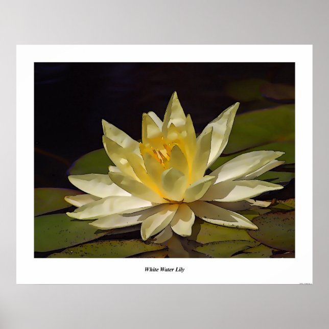 Póster Lirio de agua blanca (Frente)