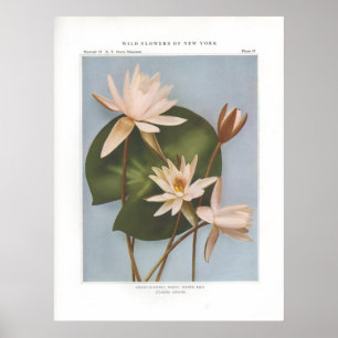 Póster Lirio de Agua Blanca Scentoso-Dulce - Castalia odo