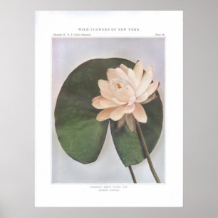 Póster Lirio de agua blanca tuberante - Castalia tuberosa