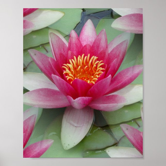 Póster Lirio de agua de Lotus rosa (Frente)