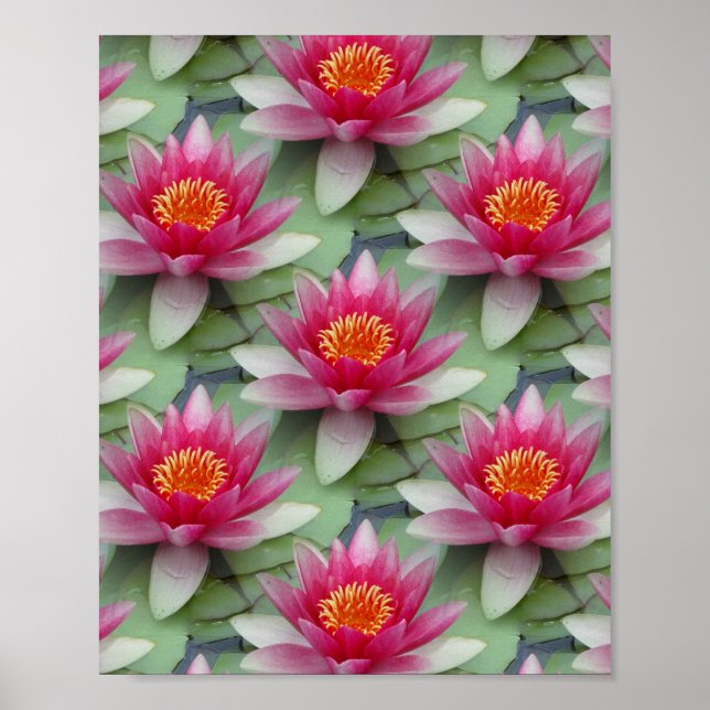 Póster Lirio de agua de Lotus rosa (Frente)