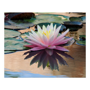 Póster Lirio de agua del sol