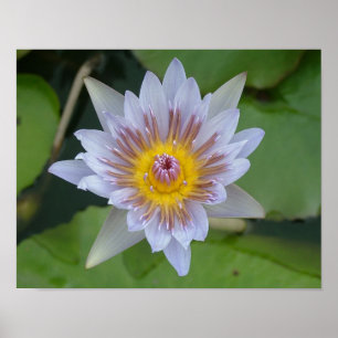 Póster Lirio de agua en flor