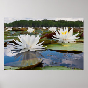 Póster Lirio de Agua Fragante (Nymphaea Odorata) en Caddo