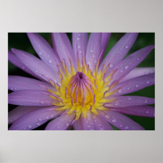 Póster Lirio de agua rosa