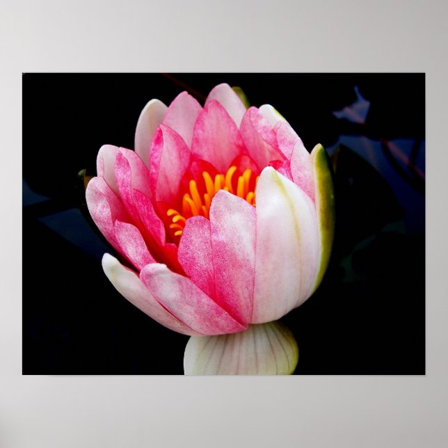 Póster Lirio de agua rosa (Frente)