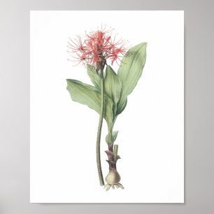 Póster lirio de bola de fuego (Haemanthus multiflorus) po