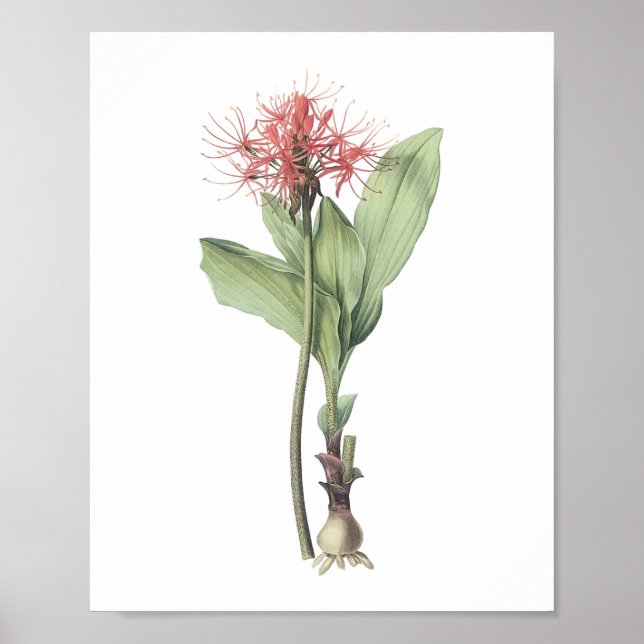 Póster lirio de bola de fuego (Haemanthus multiflorus) po (Frente)