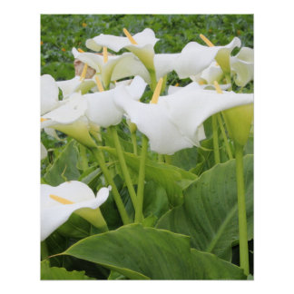 Póster Lirio de Calla Blanca