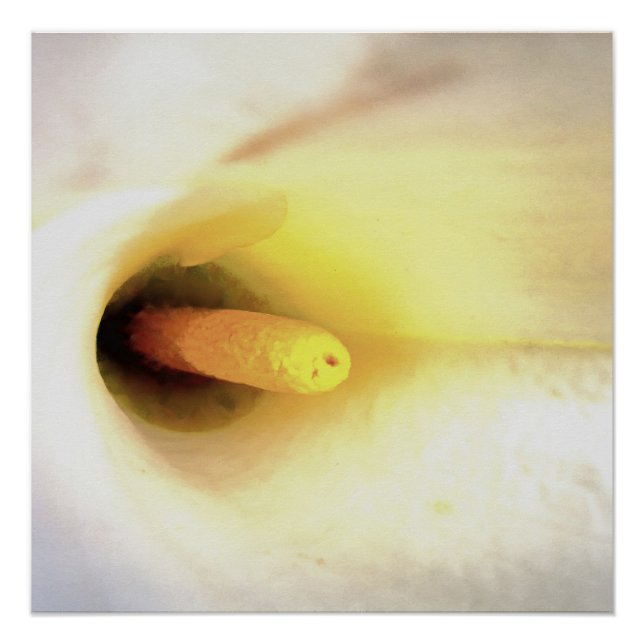 Póster Lirio de Calla Blanca crema cierra arte abstracto (Anverso)