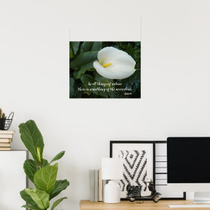 Póster Lirio de Calla Blanco Cita Filosófica de Aristótel