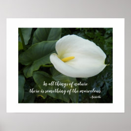 Póster Lirio de Calla Blanco Cita Filosófica de Aristótel