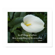 Lirio de Calla Blanco Cita Filosófica de Aristótel