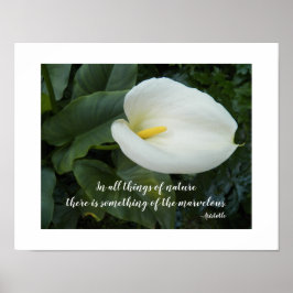 Póster Lirio de Calla Blanco Cita Filosófica de Aristótel