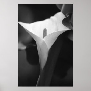 Póster Lirio de Calla en blanco y negro