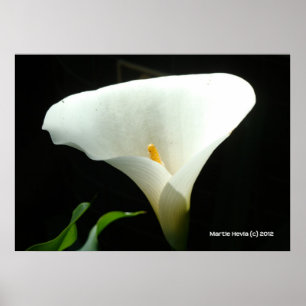 Póster Lirio de Calla en negro