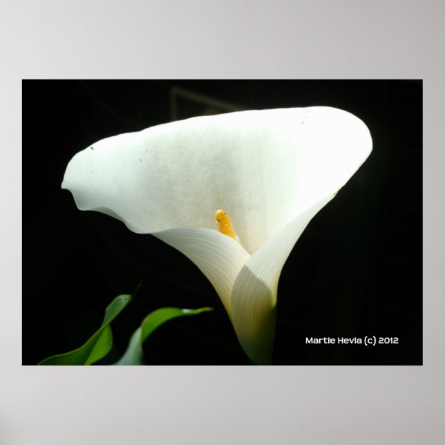 Póster Lirio de Calla en negro (Frente)