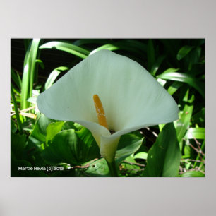 Póster Lirio de Calla en verde