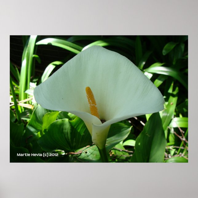 Póster Lirio de Calla en verde (Frente)