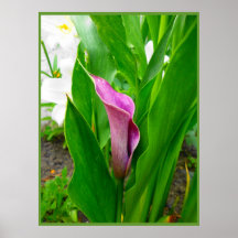 Póster Lirio de Calla Púrpura