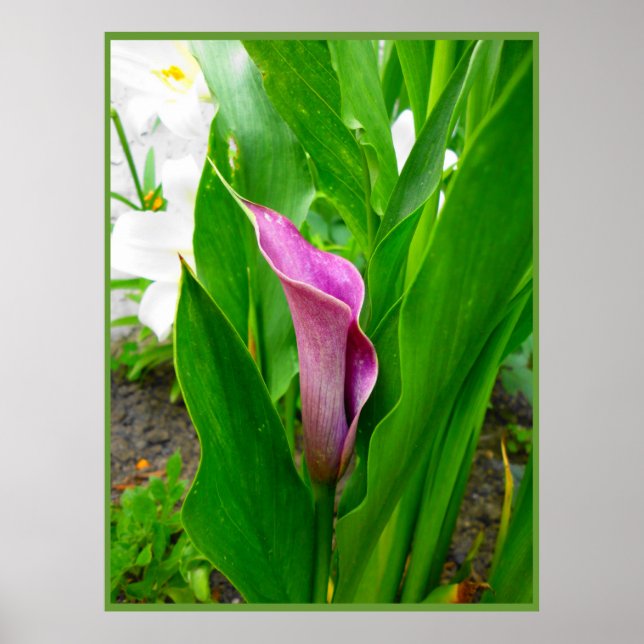 Póster Lirio de Calla Púrpura (Frente)