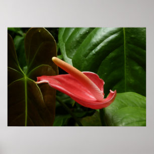 Póster Lirio de Calla Rosa Elegante Floral
