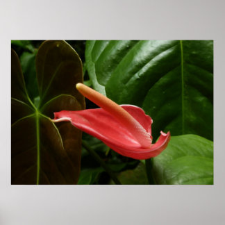 Póster Lirio de Calla Rosa Elegante Floral