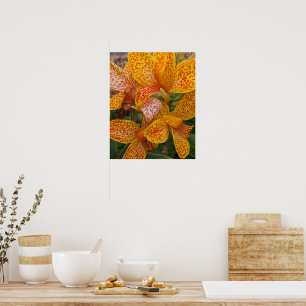 Póster Lirio de Canna Amarillo con Flores con Motas Rojas