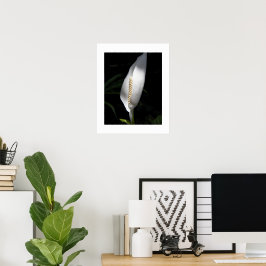 Póster Lirio de la Paz Blanco Planta Floral