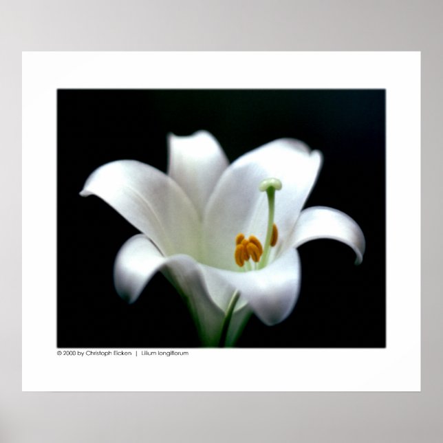 Póster Lirio de Pascua | Lilium longiflorum (Frente)